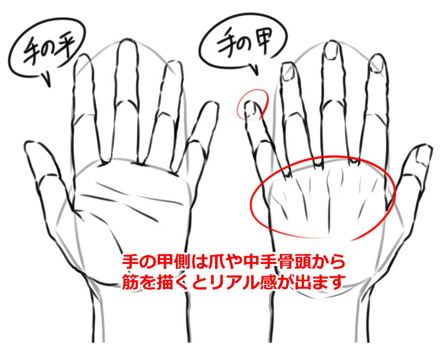 手を描くには 初心者は最初に手の構造をしっかり身に付けましょう ダージのアトリ絵